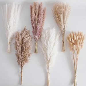pampas grass
